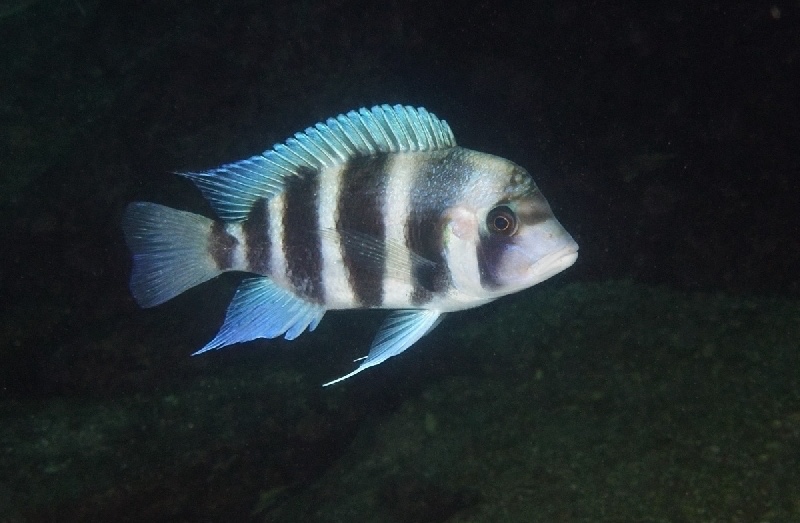 Cyphotilapia gibberosa 'Nausingili Island'